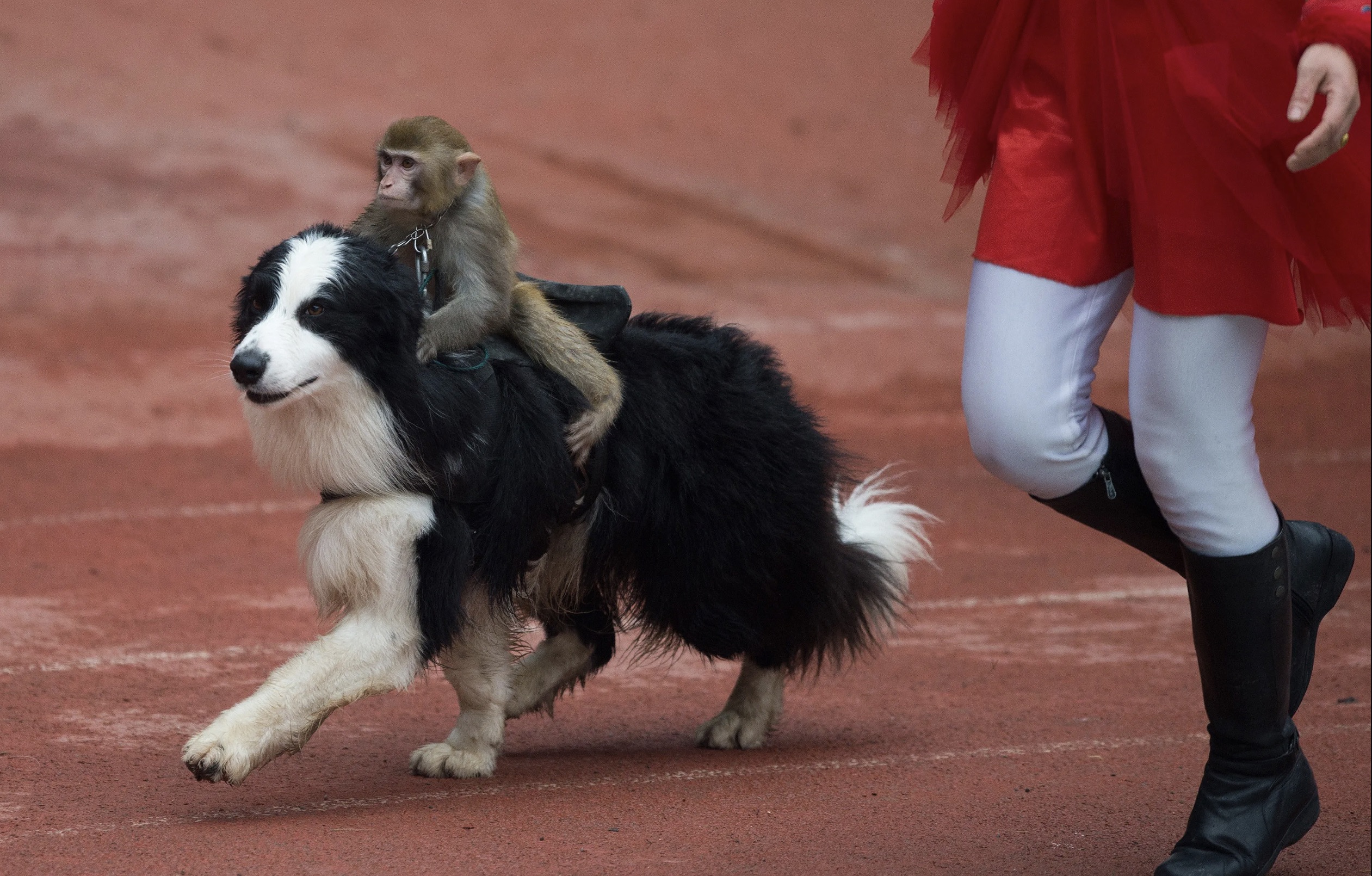 border collie